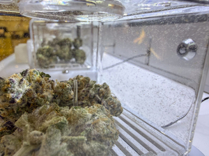 Enrollment jumps after lawmakers ease access to Georgia’s medical cannabis program
