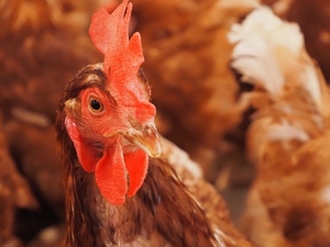 Georgia’s agribusiness industry depends on a thriving, fully funded public health system      
