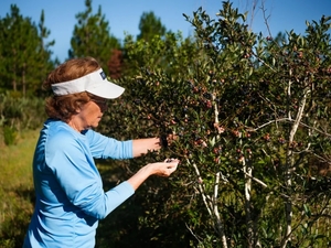 How Georgia farms’ fame (and favor) outpace their place in the economy