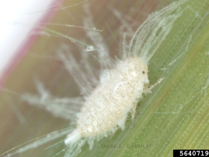 New invasive insect poses ‘serious threat’ to Georgia farmers 