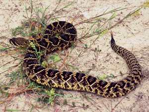 Dozens of threatened plant and animal species could gain state protection in Georgia