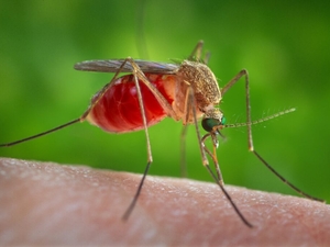 West Nile virus is entering its peak season. Here’s how you can protect yourself.