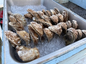 Georgia extends oyster harvest closure due to unusually warm water