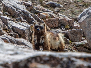 Rare wolverine documented in Idaho’s central mountains