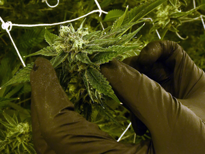 In rural Idaho, medical marijuana ballot initiative hits setback after signatures turned in late