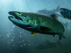 BPA follows time-worn pattern: Blame salmon for its own failings to adapt