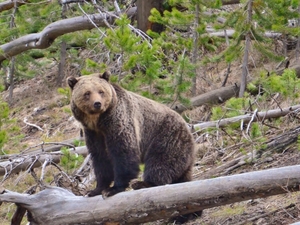 Alliance for the Wild Rockies, residents score win in fight for North Idaho’s old growth, grizzlies