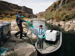 Quagga mussels detected again in Idaho, but numbers are down as Ag Department makes eradication push
