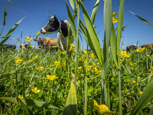 Idaho restricts animal entry in response to U.S. New World screwworm cases