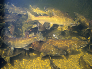 Army Corps of Engineers uses released water from Dworshak Reservoir to cool river temperature 