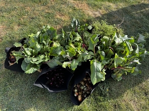 Veterans incarcerated in Idaho support local food bank through new vegetable garden