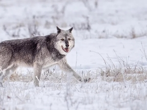 Yellowstone’s Mollie’s Pack is mostly back in the park, but not before spurring threats, bounties