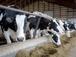 Iowa dairy farms, businesses receive $614,000 from Choose Iowa grants