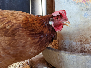 Highly pathogenic avian influenza detected in Boone County 