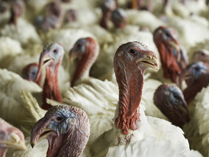 Bird flu detected in Iowa commercial flock for first time nearly a year