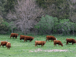 Iowa Food System Coalition studies economic impact of raising livestock on pasture