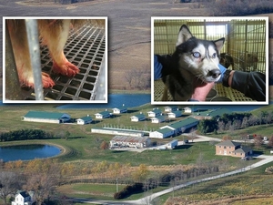 Animal-welfare group expands lawsuit over puppy laundering, USDA enforcement
