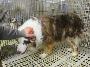 U.S. Department of Agriculture argues it’s not required to enforce Animal Welfare Act