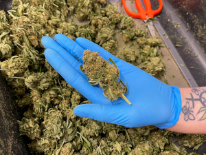 Marijuana legalization won’t fix Iowa’s budget