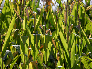 Crop report: Nearly half of Iowa corn in dent stage 
