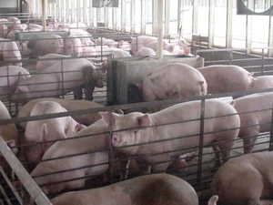 Researchers identify thousands more Iowa livestock facilities than state database shows