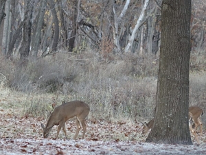 Deer hunters welcome cooler, drier conditions as muzzleloader season starts