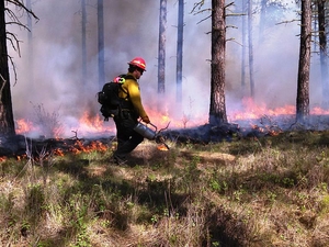 University of Iowa researchers track worsening surface ozone pollution from wildfires