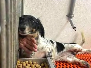 USDA takes Iowa dog breeder to court, alleging repeated, blocked inspections
