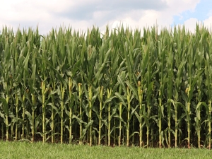 Crop report: Hot weather should ‘boost’ behind-schedule corn and soybeans