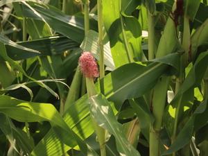Crop report: Iowa saw ‘all modes’ of severe weather last week