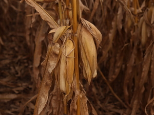 Farm bill proposal fails in US Senate ag committee over SNAP error rate issue