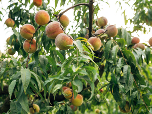 Practical Farmers to hold field days on water quality and Midwest peach growing