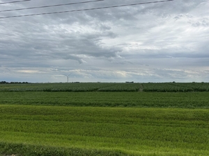 Iowa soybeans blooming and corn silking behind schedule 