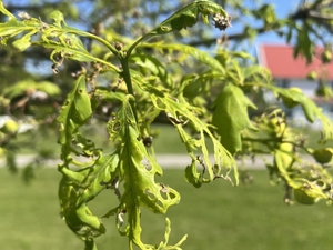 Pesticides ‘shatter’ leaves of Iowa’s state tree