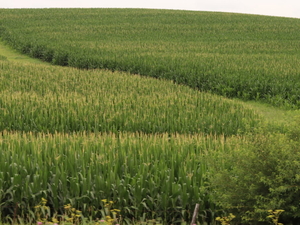 Iowa corn silking jumps ahead following hot, dry week