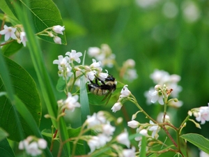 Iowans can catch the buzz and help out bumble bees
