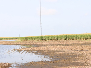 Iowa harvest behind schedule due to ‘extremely soggy’ conditions