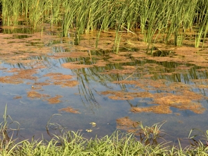 ISU gets federal funding to support Watershed Innovation Farm in Ames