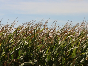 ‘Excessively wet’ conditions reported as harvest begins in Iowa 