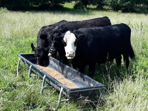 Sen. Roger Marshall points finger at Biden amid confirmation of screwworm in U.S. cattle