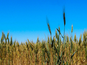 Kansas wheat harvest projected to be lowest in decades, adding to agriculture stress