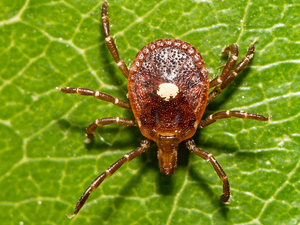 ER visits for tick bites on the rise throughout the Midwest