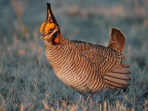 Why the lesser prairie chickens need Kansans’ support, and why we need each other