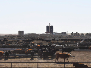 Gargantuan feedlot telegraphs woes for cattle and the environment