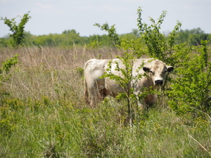 On Kansas roads less traveled, reassuring glimpses of rural communities standing strong