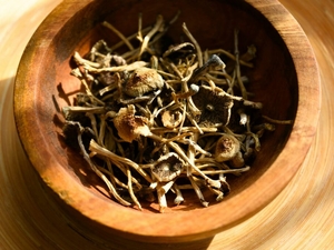 Psilocybin mushrooms are going mainstream, but scientific research and regulation lag behind