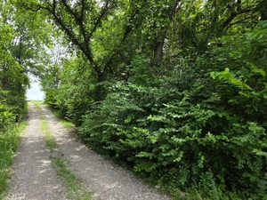 Bush honeysuckle added to Kansas noxious weed list, forcing landowners to eradicate invasive species