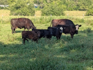 Kansas agriculture, political leaders dubious of President Trump’s beef import strategy