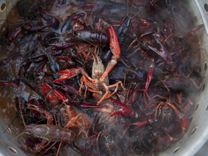 Louisiana crawfish industry struggles with limited foreign workers, ag commissioner says