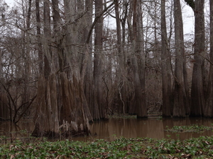 Federal judge pulls CPRA permit for Atchafalaya Basin restoration project